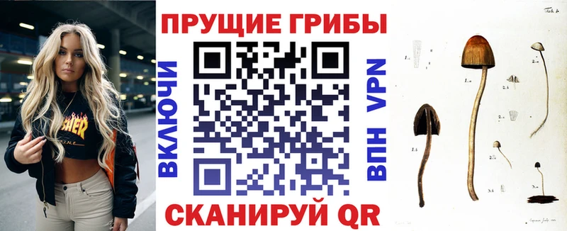 купить сайты Красково Псилоцибиновые грибы Psilocybe